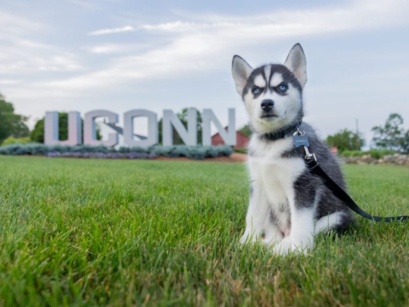 The Husky shouldn’t bite: A case for institutional neutrality